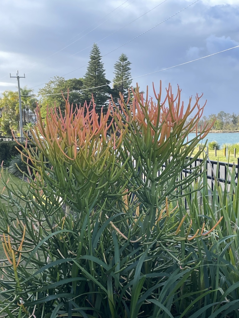 spurges from Urunga Croquet Club, Urunga, NSW, AU on July 24, 2023 at