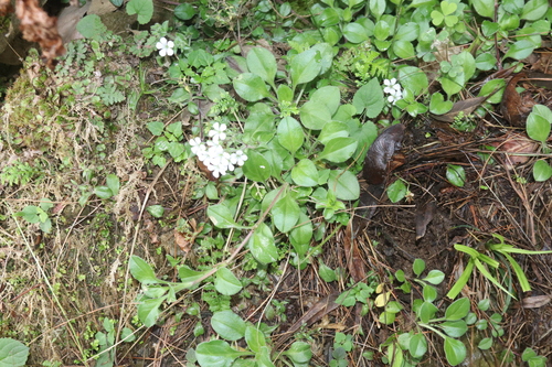 Acanthophyllum cerastioides, photograph 1