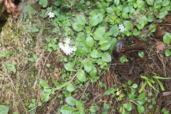 Acanthophyllum cerastioides, photograph (c) Edmundas Greimas, some rights reserved (CC BY)