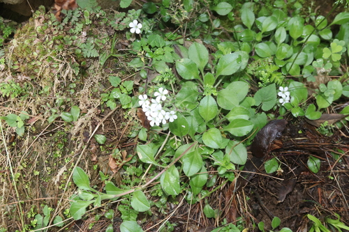 Acanthophyllum cerastioides, photograph 2