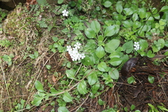 Acanthophyllum cerastioides, photograph (c) Edmundas Greimas, some rights reserved (CC BY)
