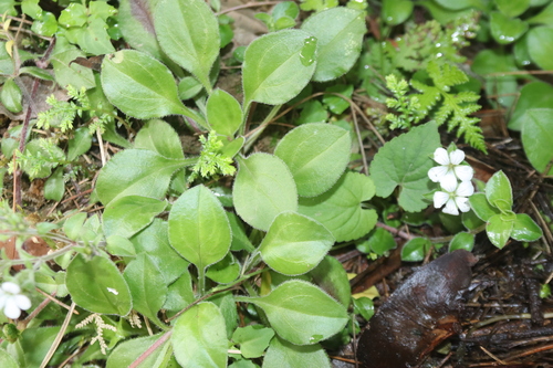 Acanthophyllum cerastioides, photograph 4