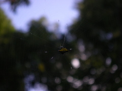 Gasteracantha sauteri