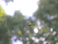 Gasteracantha sauteri