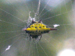 Gasteracantha sauteri
