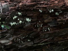 Mucronella fusiformis