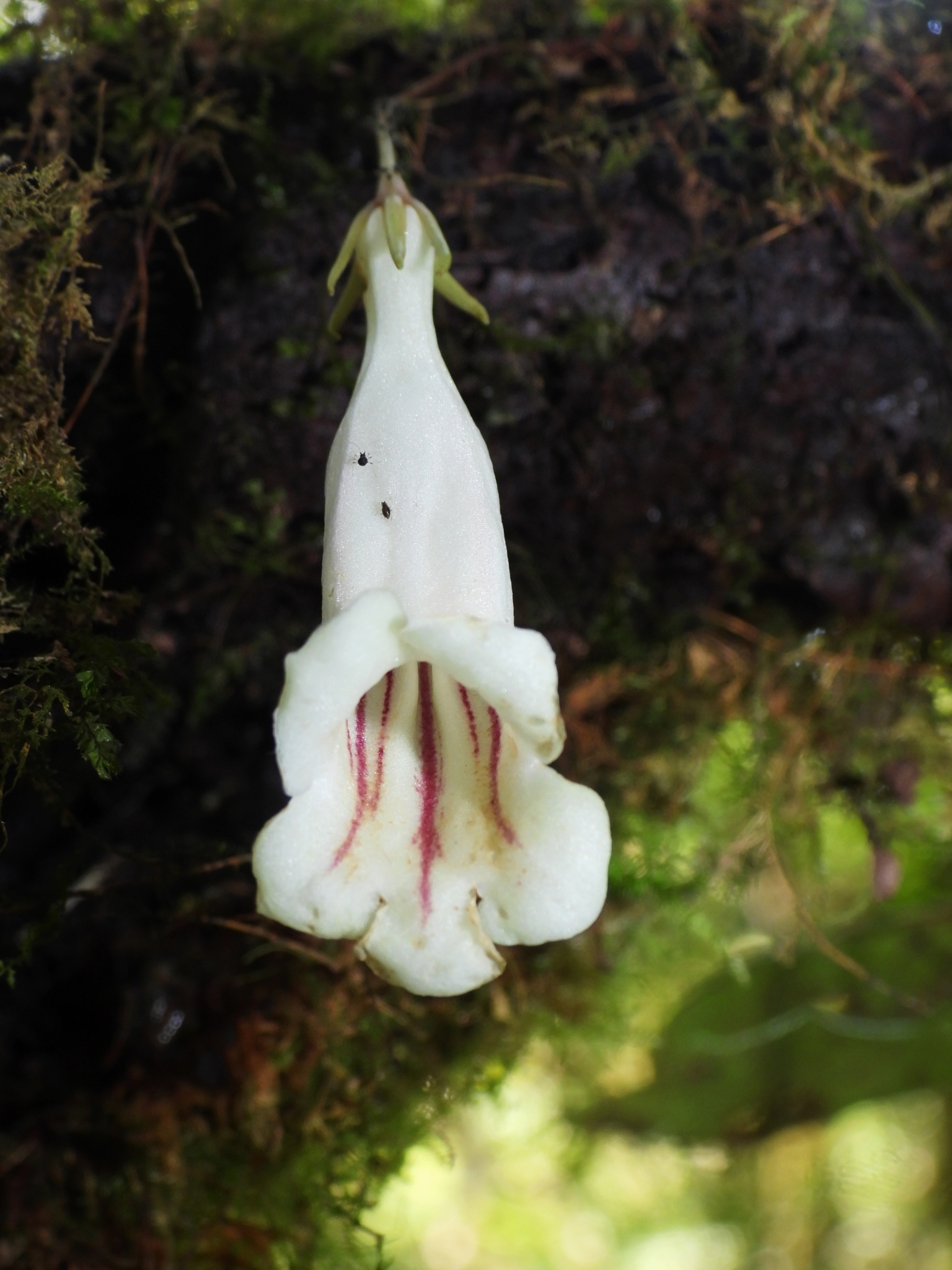 Lysionotus wilsonii