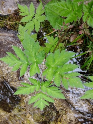krkoška chlpatá (Chaerophyllum hirsutum)