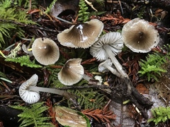 Mycena quiniaultensis