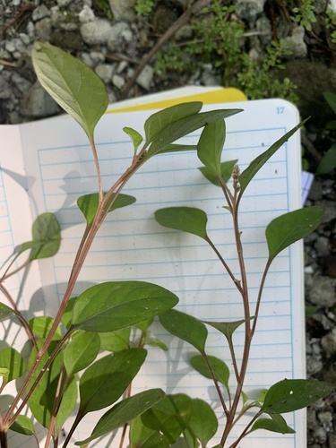 Lagrezia oligomeroides observed 2022-06-20