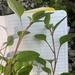 Lagrezia micrantha - Photo 由 Danielle Frohlich 所上傳的 (c) Danielle Frohlich，保留部份權利CC BY-NC