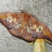 Agnidra specularia - Photo (c) goldentakin, algunos derechos reservados (CC BY)