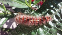Paracles fusca