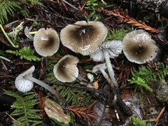 Mycena quiniaultensis