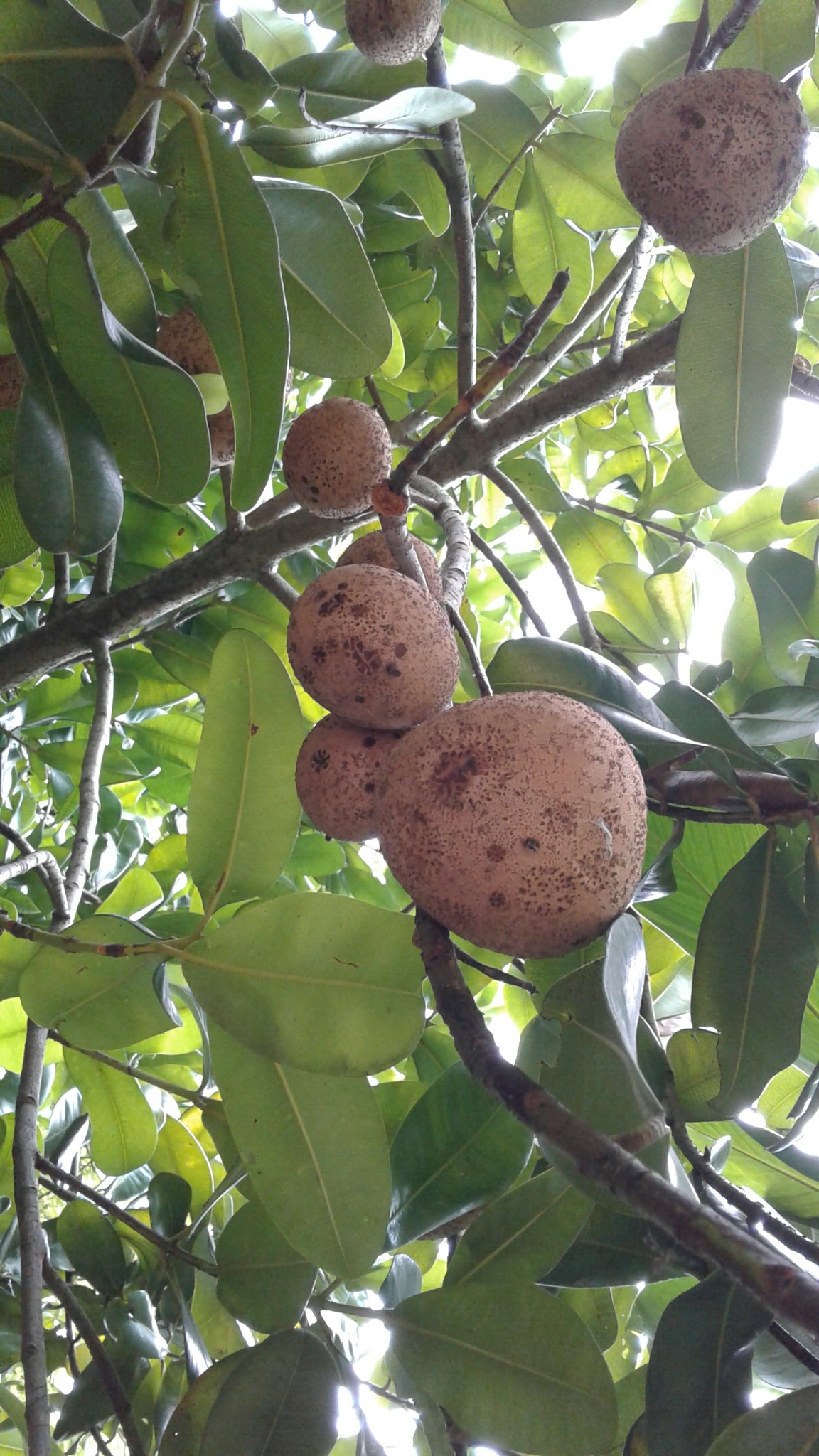 Mammea americana
