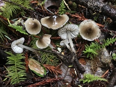 Mycena quiniaultensis