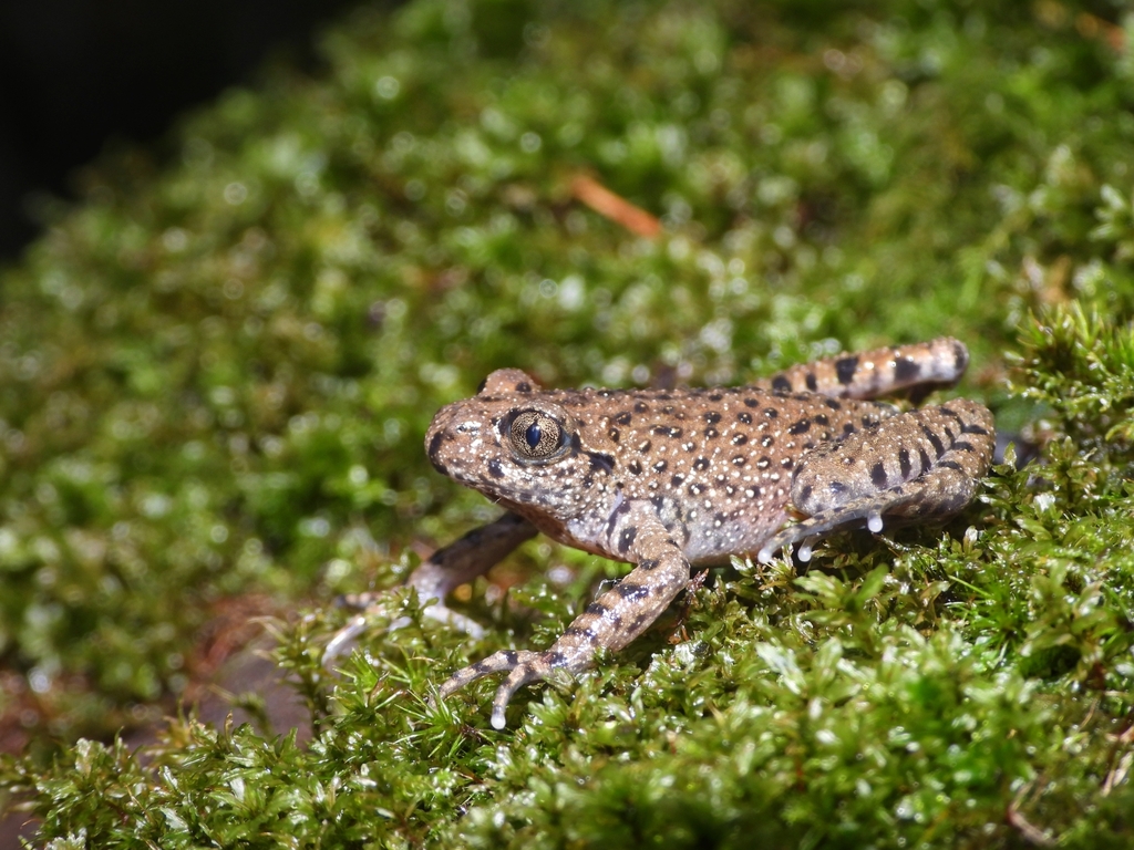 Omei Toothed Toad