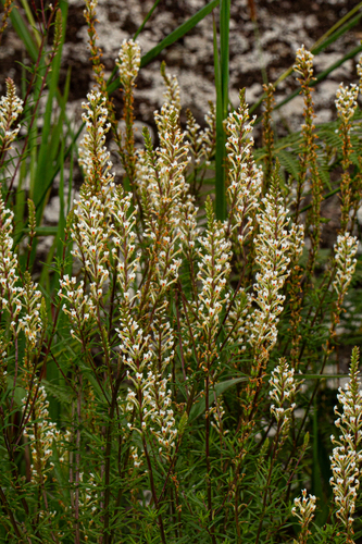 Hebenstretia angolensis image