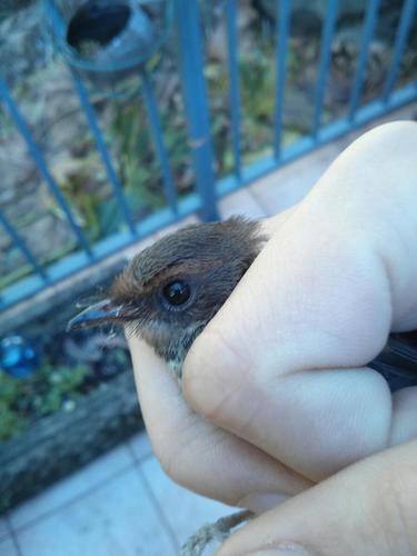 Rhipidura rufifrons