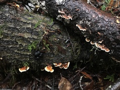 Stereum sanguinolentum