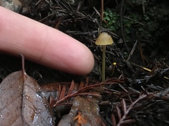 Mycena aurantiomarginata