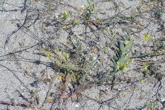 Linaria sabulosa