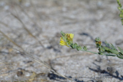 Linaria sabulosa