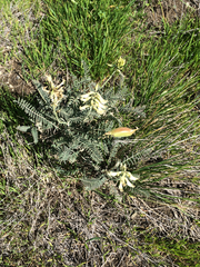 Astragalus curtipes