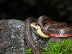 Wa Shan Keelback photo 1