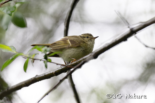 Sichuan Leaf Warbler (Phylloscopus forresti), photo 8