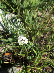 Plagiobothrys nothofulvus