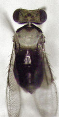 Coccophaginae