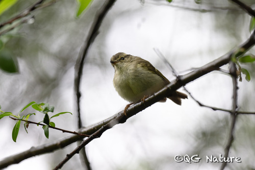 Sichuan Leaf Warbler (Phylloscopus forresti), photo 2