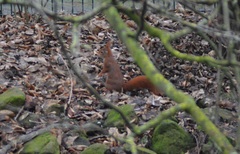 Sciurus vulgaris