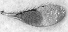 Coccophaginae