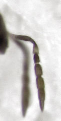 Coccophaginae