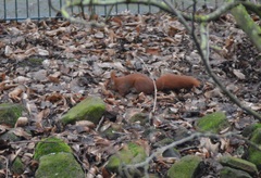Sciurus vulgaris