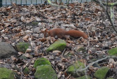 Sciurus vulgaris