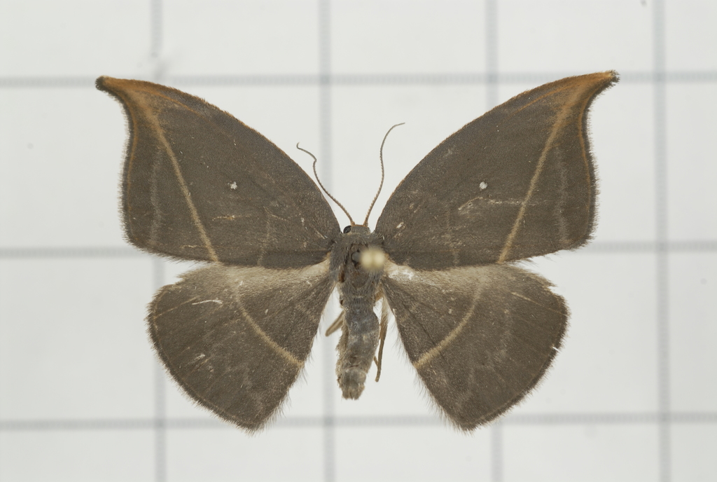 Microblepsis rugosa
