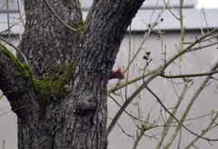 Sciurus vulgaris