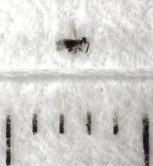 Coccophaginae