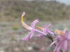 Schizanthus hookeri