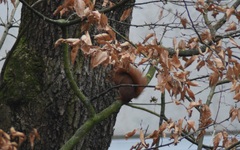 Sciurus vulgaris