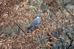 Columba palumbus