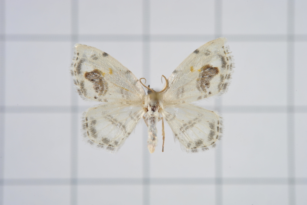 Auzata minuta