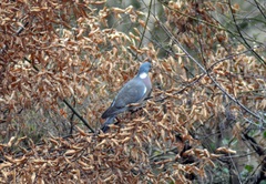 Columba palumbus