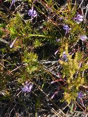 Prismatocarpus diffusus