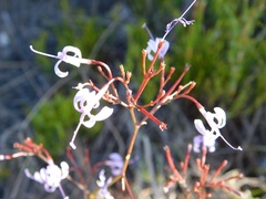 Prismatocarpus diffusus