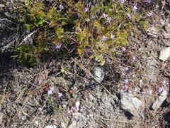 Prismatocarpus diffusus