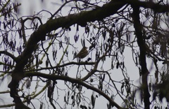 Fringilla coelebs